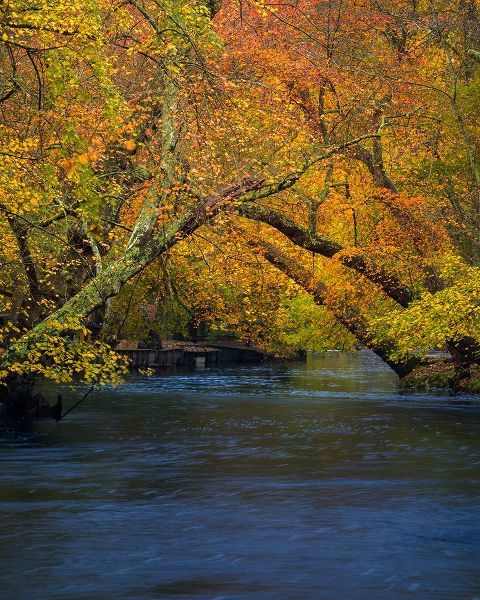 New Jersey-Wharton State Forest River and forest in autumn